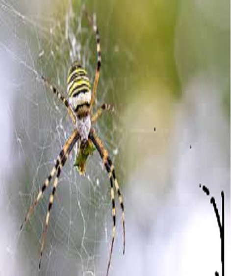 “spiders pest control Brisbane.