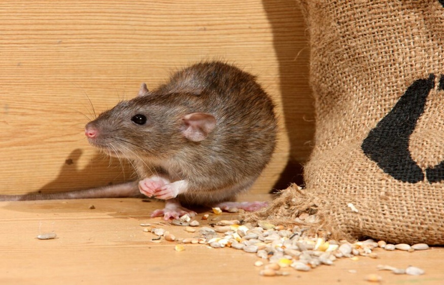 Knowing the Different Kinds of Rodents