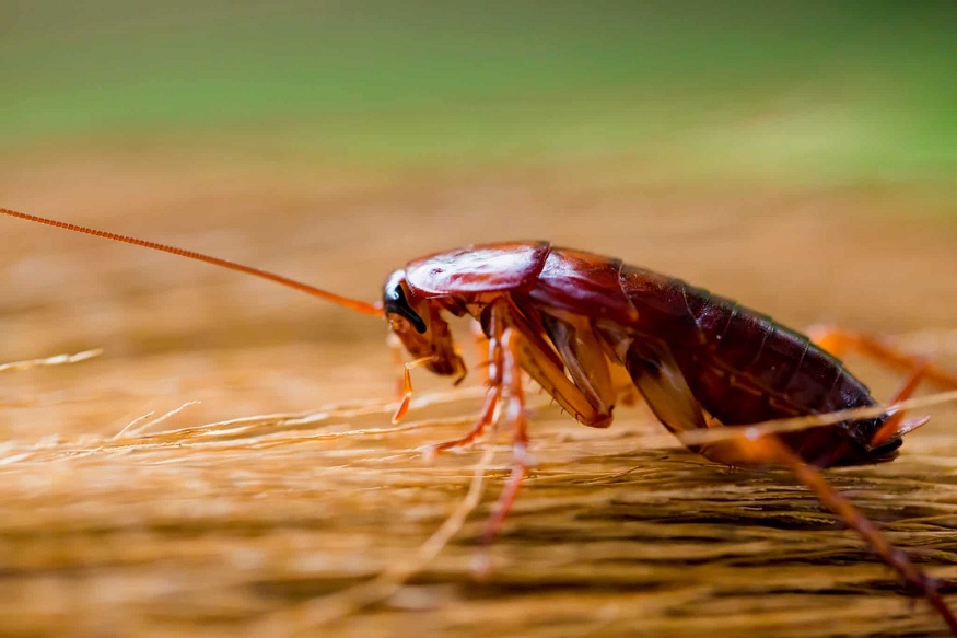 Romney Pest Control